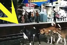 狗老大出场霸气十足！这排面堪比黑道大哥，二当家吓得腿发软视频封面