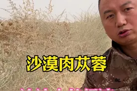 一不小心，肉苁蓉成了治沙人的沙漠经济 #塔克拉玛干沙漠#肉苁蓉 #治沙人