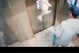 7月1日，吉林通化。惊险一幕！电梯门卡住牵引绳，狗狗被吊在半空中，主人拼命拉住狗狗按停电梯，才救回狗狗一命。#宠物 #惊险时刻 #真实事件 视频封面