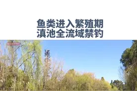 钓友注意啦！鱼类进入繁殖期，滇池全流域禁止垂钓 #滇池 #垂钓视频封面