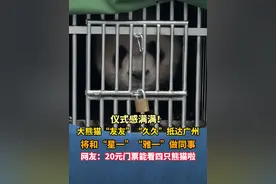 大熊猫“友友”“久久”抵达广州 将和“星一”“雅一”做同事 网友：20元门票能看四只熊猫啦#大熊猫 #广州 #广东dou知道 #大熊猫友友久久抵达广州 #友友久久