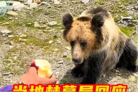 #当地林草局回应游客投喂藏马熊  近日，多名网友发布视频，在西藏那曲旅游时，在车内投喂藏马熊苹果、半开车门试图合影等，有人配文“逗逗狗熊”。那曲市林业和草原局的一位工作人员告诉记者，局里已知悉此事，现在已加强对游客的宣传和教育，并抓紧和县林草局进行沟通，讨论相应的解决措施和方案，以阻止类似事件再次发生。视频封面