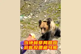 #当地林草局回应游客投喂藏马熊  近日，多名网友发布视频，在西藏那曲旅游时，在车内投喂藏马熊苹果、半开车门试图合影等，有人配文“逗逗狗熊”。那曲市林业和草原局的一位工作人员告诉记者，局里已知悉此事，现在已加强对游客的宣传和教育，并抓紧和县林草局进行沟通，讨论相应的解决措施和方案，以阻止类似事件再次发生。视频封面