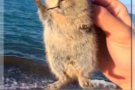 为什么鼠兔会被人戏称为草原大米饭？ #鼠兔 #动物科普 #野生动物零距离 #动物世界 #神奇动物在抖音