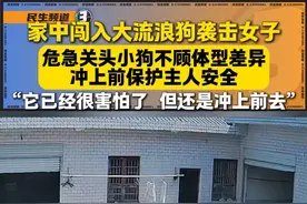 家中闯入大流浪狗袭击女子，危急关头小狗不顾体型差异，冲上前保护主人安全。“它已经很害怕了，但还是冲上前去”#万物皆有灵 #惊险 #狗视频封面