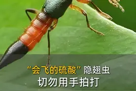 “会飞的硫酸”隐翅虫，切勿用手拍打#科普 #冷知识 #显微镜下的世界 #揭秘 #健康视频封面