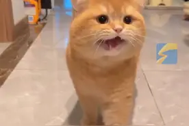 2月12日，云南，“留守”半个月的小猫见到主人回家，有啥反应？#猫咪的迷惑行为 #萌宠视频封面