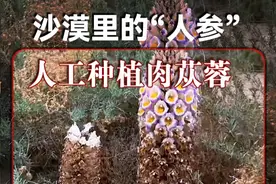 肉苁蓉，一种寄生在梭梭树根系上的沙漠肉质植物， 被称作沙漠“人参”。#肉苁蓉 #梭梭树 #沙漠人参 #泡酒好材料 #自然奇境科普季视频封面