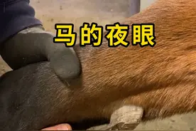 马的夜眼，其实是马的脚趾！ #夜眼 #科普 #涨知识