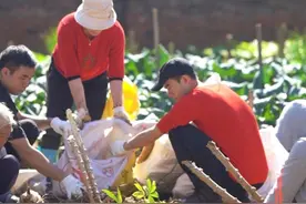 寻味湛江（11）——木薯粉 木薯粉的制作过程虽然很繁琐，但是做出来的木薯粉拿来煮饼仔糖水和煎饼都是很好吃的。有没有勾起你们童年的回忆？#新农人计划2024 #三农视频封面