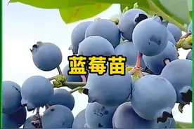 千万别抠出蓝莓的种子来种植，要不然需要好多年才能吃上果子！ #种植小技巧 #蓝莓苗 #阳台小院均可种植 #家庭种植 #果树盆栽视频封面
