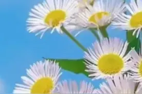 微信头像透玄机 #微信 #头像 #风水 #易经 #玄学视频封面