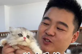 这十多只甜美的小猫咪 有没有长到你心里去？#壮实说猫 #金渐层 #德文视频封面