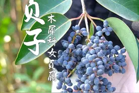 冬季女贞子，夏季墨旱莲！ 路边常见的女贞子，你知道它的妙用吗？#女贞子 #冬青子 #女贞子的功效 #女贞子枕头 #识百草视频封面