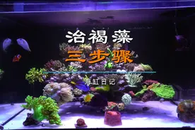 治理海缸褐藻三板斧 百试百灵#海缸 #水族 #海水鱼珊瑚 #海缸褐藻