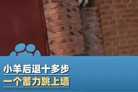 11月18日，辽宁锦州，男子偶遇小羊后退十多步一个蓄力跳上墙：还站在墙上半天，可能跟我在炫耀（视频来源@DDAi）视频封面