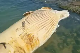 海南一景区附近发现巨鲸尸体景区称 系11.8米的长须鲸 已解剖 鲸鱼肉已经被送至相关部门 死因暂不明确 鲸鱼皮或将制成标本 在我国 长须鲸被列为国家一级保护动物视频封面