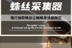 人类史上最残忍的发明--全自动蛛丝采集器，强行抽取蛛丝，让蜘蛛体验身体被掏空的感觉，蜘蛛到死都以为是自己不够努力！#蜘蛛 #蛛丝 #蛛丝采集器 #身体被掏空 #神操作视频封面