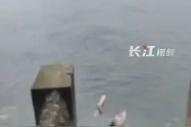 武汉东湖罕见一幕！ “群鱼聚会 鱼跃龙门” ，专家：水位上涨鲢鱼鳙鱼会逆流而上。视频封面