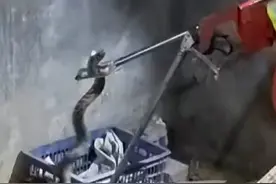 菜花蛇潜入鸡舍偷吃鸡蛋，消防员迅速抓捕归案 #蛇出没 #抓蛇 #抓蛇现场