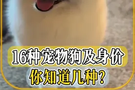 爱狗的宝子们看过来，科普分享19种常见宠物狗，你认识几种？ #涨知识  #狗狗种类大全  #萌宠  #狗狗颜值天花板  #万物皆可种草搜