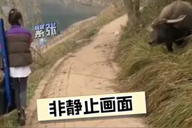 女子路上遇见吃草的水牛，紧张得往前一步又退回（来源：乐活新发现）#紧张时刻 #生活趣事 #走还是不走视频封面