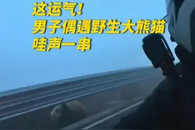 这运气！男子在海拔4000米的雪山骑行，偶遇野生大熊猫。“哇”声一串视频封面