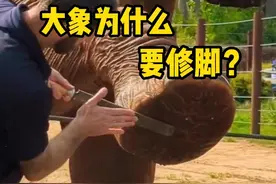 大象也需要修脚，这个过程还是挺解压的。 #野生动物零距离   #解压  #动物科普  #大象修脚 #知识前沿派对