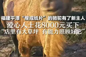 福建平潭“瘦成纸片”的骆驼有了新主人 爱心人士花8000元买下 “店里有大草坪 有能力照顾好它”视频封面