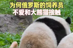 为何俄罗斯的饲养员，不爱和熊猫接触，难怪园长老说熊猫是熊视频封面