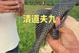 下地笼收获一堆清道夫，大爷拍照还追问：咋不扔回河里？ #dou来广东百千万 #乡村英才计划 #星乡村星农人 #清道夫 #外来入侵物种