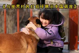 被领养到家庭的退役犬 马户虽然已经退役，但骨子里的忠诚与勇敢确一直没有丢失过。它又像我的战友，又像我的孩子，在这个家庭充当着重要的角色。#地球村民携宠报道 #喵言汪语 #Meowmemes #我家宝贝过新年 #忠犬马户