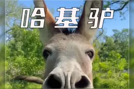 情感丰富的驴 其实驴是一种情感丰富的动物，能和两脚兽建立起深厚的感情，驴被马踢了一下，他会可怜巴巴的找你告状，如果你不哄她，它会在那里生闷气，不过驴有一点小贪吃，你喂给它一根胡萝卜就能让他开心起来，但是两脚兽喜欢捉弄驴，它给了驴一瓣柠檬，虽然驴吃到嘴里酸的口水直流却还假装好吃，直到最后酸的实在受不了了才吐了出来，此外驴见到好朋友会开心的和它打招呼。#动物科普 #动物解说 #驴