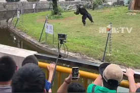 南宁动物园回应网红猩猩“丢那猩”丢石头砸中游客，工作人员：景区已投保，伤者可凭医院证明办理赔偿。#动物园回应丢那猩砸中游客视频封面