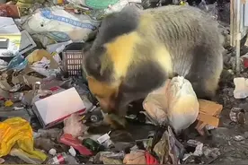 9月8日（报道），西藏边坝，一垃圾场有大量#藏马熊 觅食，目击者称“第一眼看见了几十头，特别震惊。”当地回应：垃圾场离县城远，而且在山上，日常由工作人员负责扔垃圾。