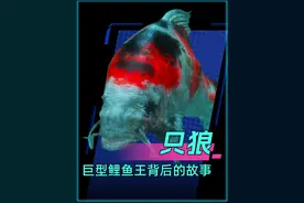 第一次遇到大鱼时被吓坏了，深入调查才知道有这么多故事...《只狼》视频封面