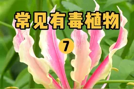 记住这几种植物，常见且有毒！ #你的家乡有这种植物吗 #花卉绿植 #植物科普 #有毒植物 #识百草视频封面