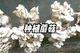 教你在家种蘑菇，方法简简单单 #种植蘑菇 #种蘑菇 #三农视频封面