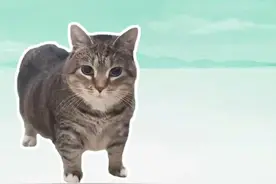 绝望的小曲是什么梗？什么才是真正的绝望 #什么才是真正的绝望 #猎奇 #绝望 #梗 #抽象视频封面
