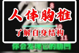 原来如此---人体的胸椎是这样组成的 #医学科普 #人体解剖学 #骨骼 #医学影像 @DOU+小助手 #科普