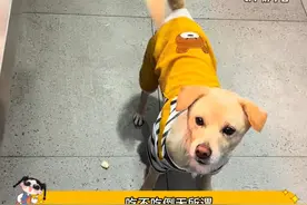 狗子：到店打卡即可获得免费鸭屁股一份 #万万没想到 #狗狗 #有趣 #生活视频封面