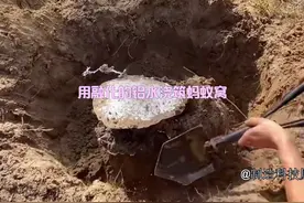 用融化的铝水浇筑蚂蚁窝