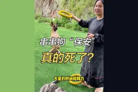 串串狗“保安”之死，解答！ #狗狗 #不养狗不知道养狗的乐趣 #护卫犬