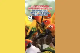 女子花50元网购鹦鹉，致双肺感染高烧40度后住院，被确诊鹦鹉热衣原体，惠州疾控：主要传染源是带菌的禽鸟及排泄物。（封面新闻）#感染 #鹦鹉 #网购 #传染源视频封面