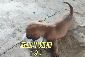 小奶狗无法站立被丢弃，只能无助呻吟绝望等死，小哥帮它创造奇迹视频封面