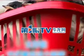 6月5日（采访时间），重庆。重庆一女生用塑料篮给燕子做窝，燕子父母看了很久才接受这个新窝。毕竟窝不是自己的窝，娃是自己的娃。（第1眼TV-华龙网原创采访报道）