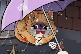  有人说“绑架了一只养不熟的猫，要不要弃养啊”，难道成年流浪猫不适合被绑架吗？#流浪猫 #关爱流浪动物 #科学养宠指南   视频封面