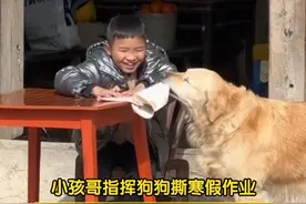 小孩哥指挥狗狗撕寒假作业，嘴角压都压不住的喜悦，不料这幕被家长录的明明白白。网友：开学糟了，你老师已经刷到视频了，还在评论区评论了。视频封面