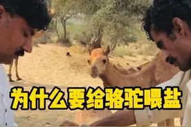 沙漠地区的人为什么要给骆驼喂食大量的盐？ 沙漠地区的人为什么要给骆驼喂食大量的盐？  #骆驼 #沙漠  #有趣  #科普  #动物