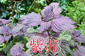 民间中草药“紫苏”，当菜蔬或香料食用，植物可谓全身是宝视频封面